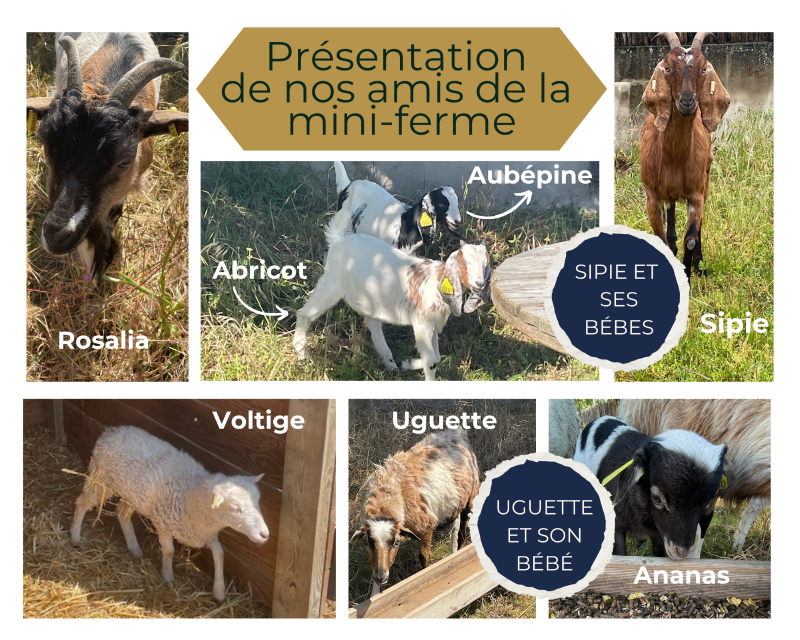 les animaux mini ferme camping la conge